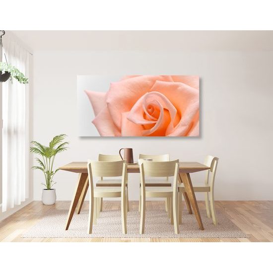 Obraz precízny detail na nádhernú ružu