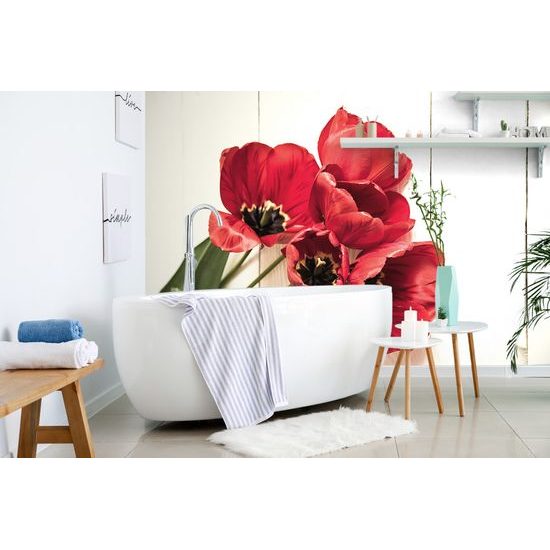 Fototapeta ohnivočervené tulipány