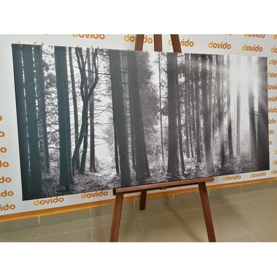 Obraz slnko predierajúce sa medzi korunami stromov v čiernobielom prevedení