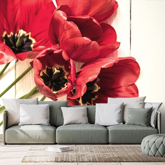 Fototapeta ohnivočervené tulipány