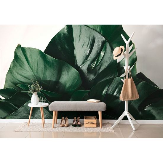 Fototapeta lesklé listy monstery