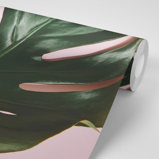 Samolepiaca fototapeta list monstery na ružovom pozadí