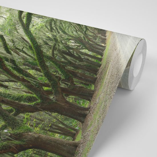 Samolepiaca fototapeta starý les