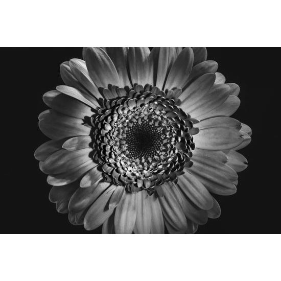 Obraz detail gerbery v čiernobielom prevedení