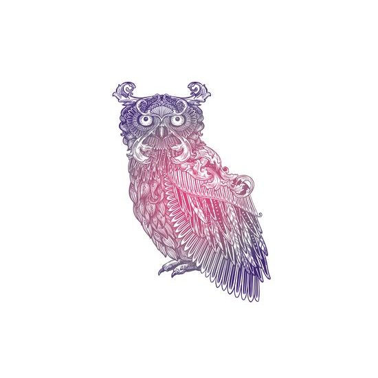 Obraz zaujímavá farebná sova