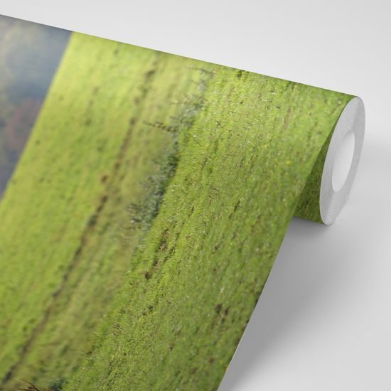 Fototapeta pasúci sa kôň