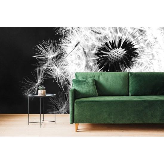 Jedinečná samolepiaca fototapeta detailná púpava v čiernobielom prevedení