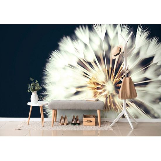 Samolepiaca tapeta klobúčik púpavy na tmavom pozadí