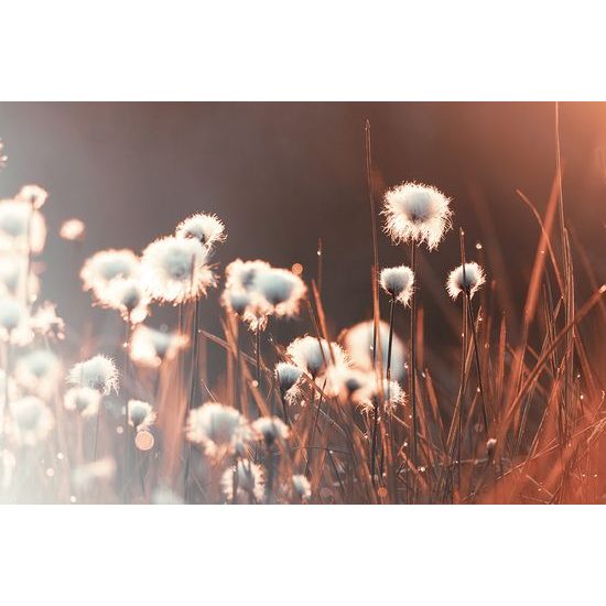 Fototapeta bavlnená tráva v prebúdzajúcej sa prírode
