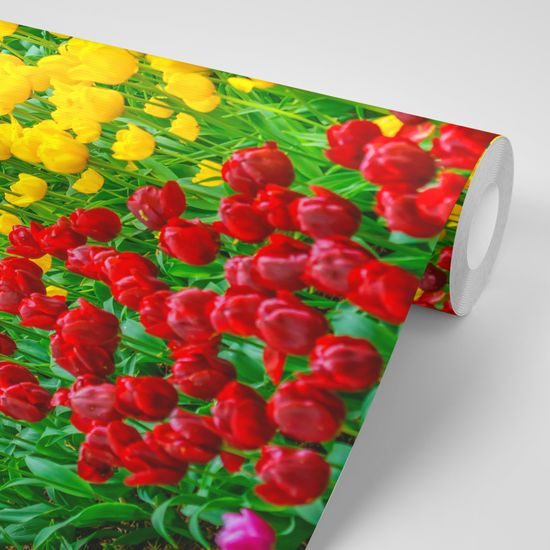 Samolepiaca tapeta farebný tulipánový záhon