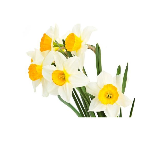 Obraz jemné jarné narcisy