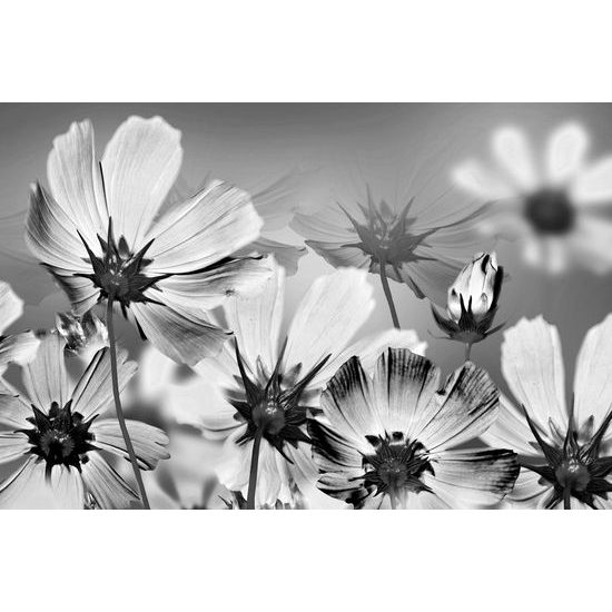 Obraz záhrada rozkvitnutých kvetov v čiernobielom prevedení