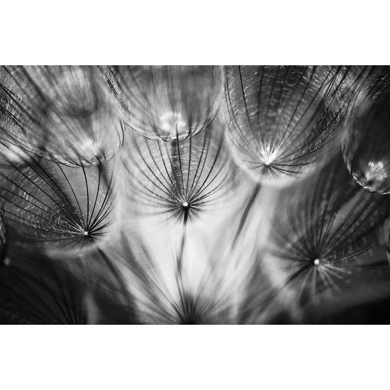 Zaujímavá fototapeta čiernobiela púpava