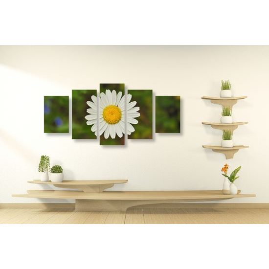 5-dielny obraz krásny lúčny kvet