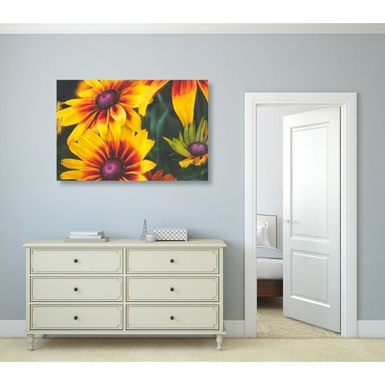 Obraz žiarivé kvety rudbekie