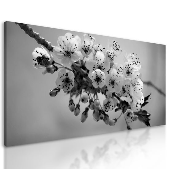 Obraz rozkvitnutá čerenšňa v čiernobielom prevedení