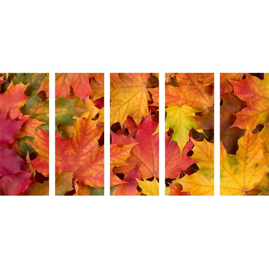 5-dielny obraz jesenné javorové listy