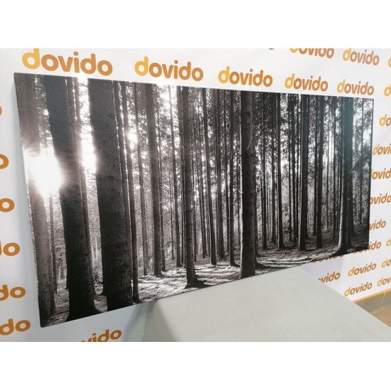 Obraz lúče slnka medzi stromami v čiernobielom prevedení