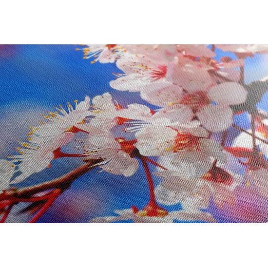 Obraz jarné kvietky čerešne