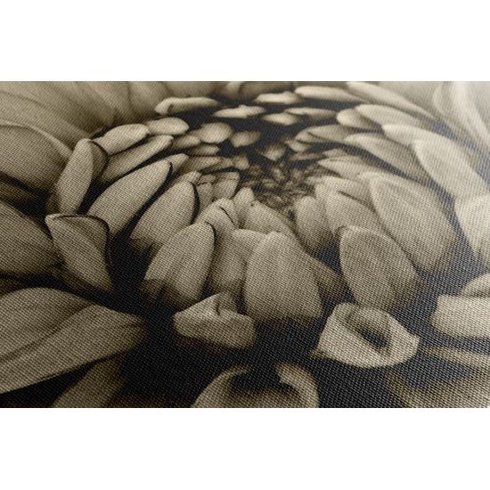 Obraz perfektný detail na kvet dálie v sépiovom prevedení