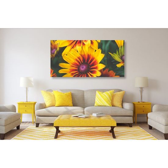 Obraz pestrofarebný kvet rudbekie