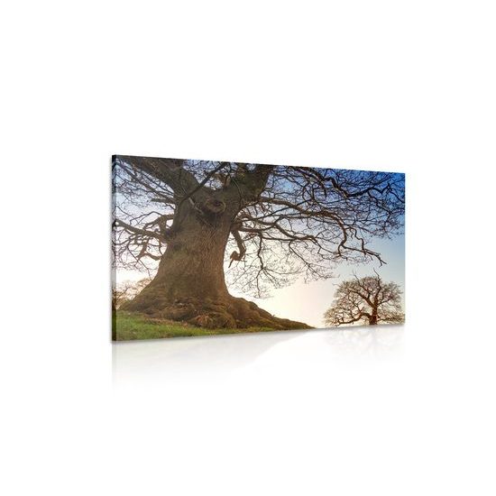 Obraz stromy pod nádhernou oblohou