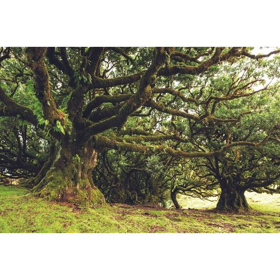 Samolepiaca fototapeta les pokrytý machom