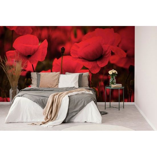 Nádherná samolepiaca fototapeta v objatí vlčích makov