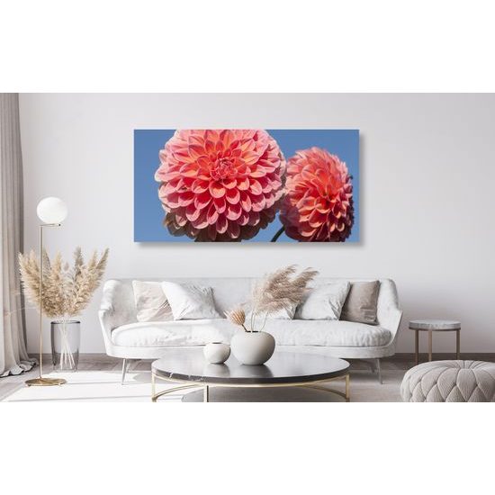 Obraz romantická ružová dália