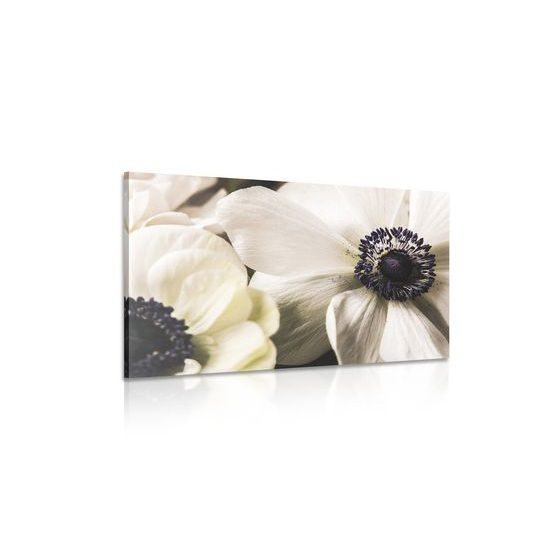 Obraz detailné zobrazenie bielych kvetov