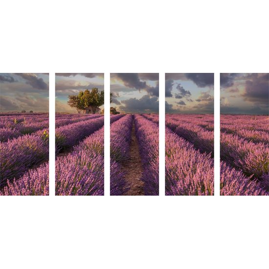 5-dielny obraz pole plné levandule