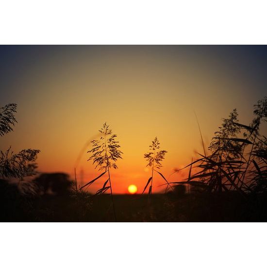 Fototapeta tráva pri vychádzajúcom slnku