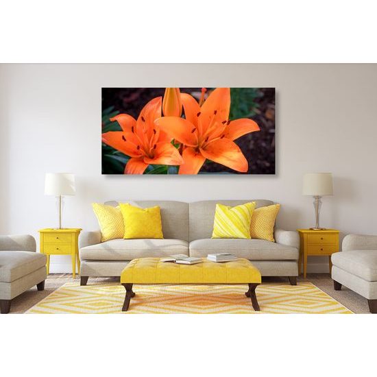 Obraz oranžová dália