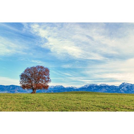 Fototapeta strom s panorámou pohoria