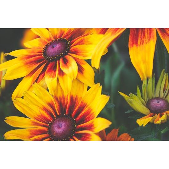 Obraz žiarivé kvety rudbekie