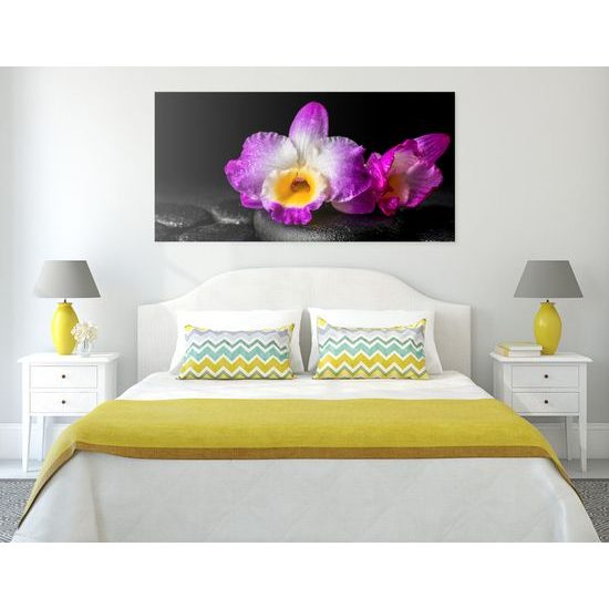 Obraz krásny kvet orchidei