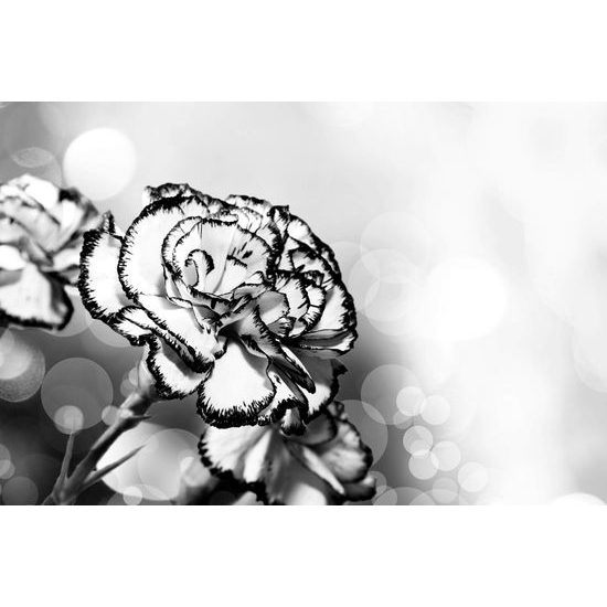 Obraz rozkvitnutý karafiát v čiernoielom prevedení