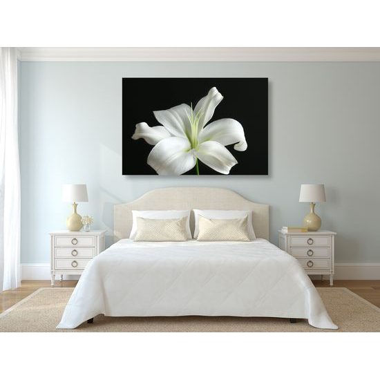 Obraz dýchberúca biela ľalia