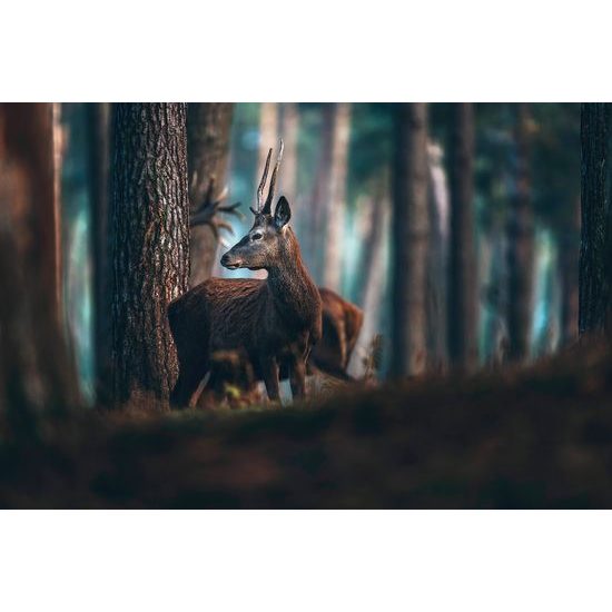 Samolepiaca fototapeta mladý jeleň uprostred stromov