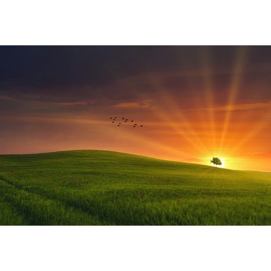 Samolepiaca fototapeta rozprávková lúka so zapadajúcim slnkom