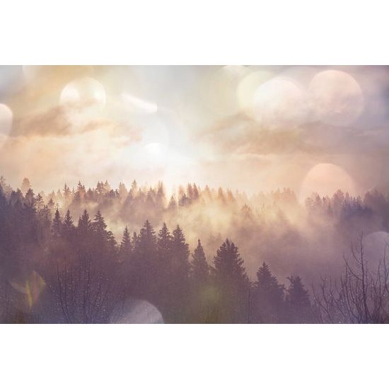 Samolepiaca fototapeta ranné lúče slnka nad lesom