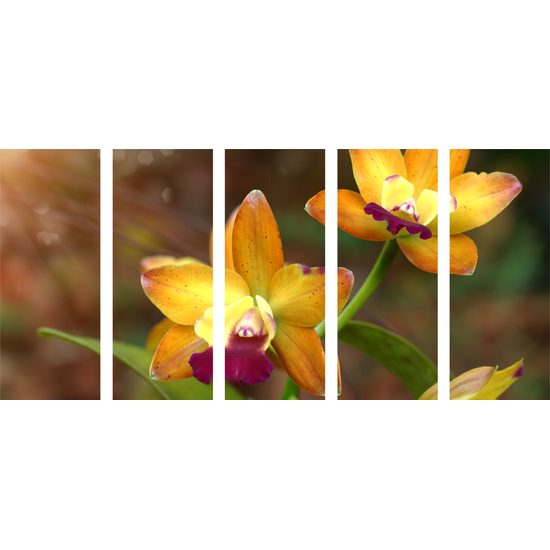 5-dielny obraz unikátna zlatá orchidea