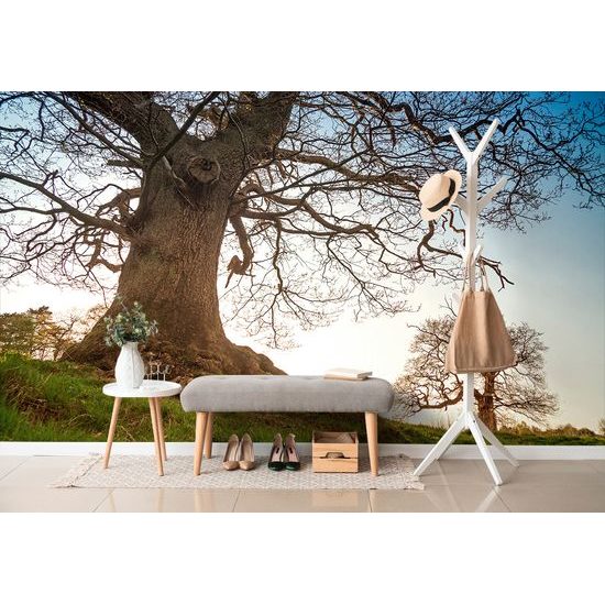 Samolepiaca fototapeta mohutné stromy v parku