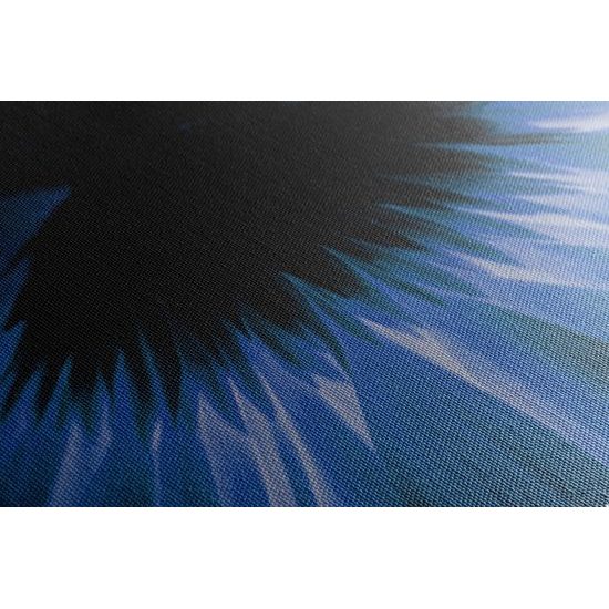 Obraz tajuplná modrá gerbera