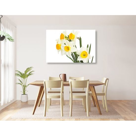 Obraz jemné jarné narcisy