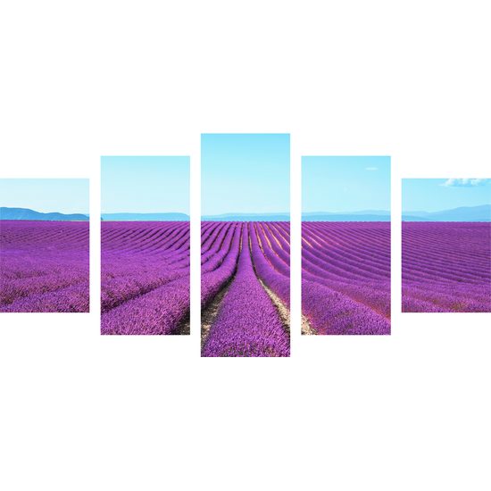 5-dielny obraz nádherné levaduľové polia