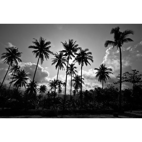 Samolepiaca tapeta kokosové palmy v žiare slnka v čiernobielom prevedení