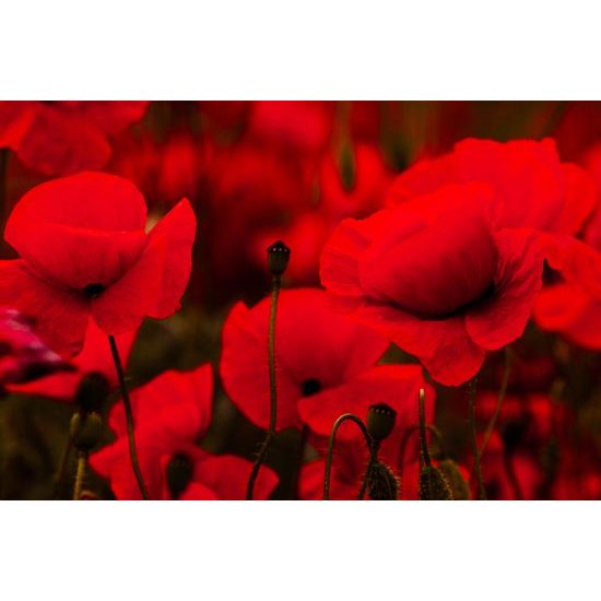 Obraz v objatí vlčích makov