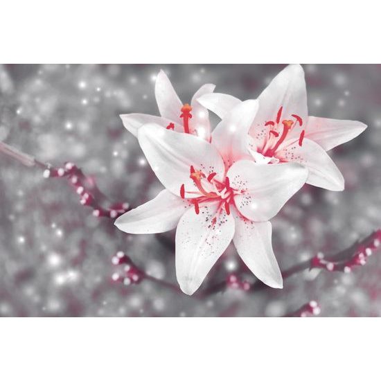 Fototapeta romantická biela ľalia