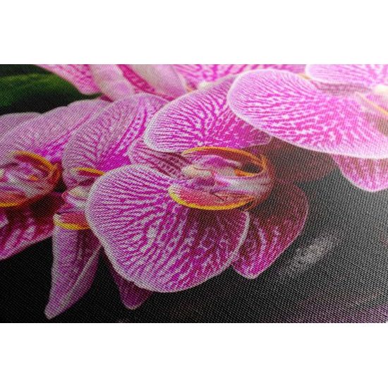 Obraz kvety orchidei s ukľudnujúcim pozadím